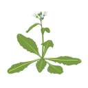 Arabidopsis Thaliana