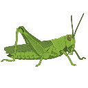 Grasshopper