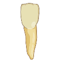 Maxillary Central Incisor