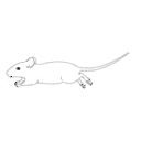 120 Mouse Running2