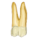 Mandibular First Molar