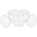 402 Asb Drosophila Brain