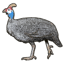 Guinea Fowl Bird Svg
