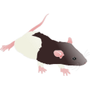 200 Rat Pup P21