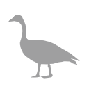 Goose Silhouette Svg