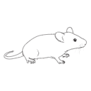 123 Mouse F Rz60g P