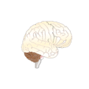 455 Brain