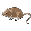 Myodes Vole Svg Illustration