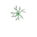 625 Alternatively Activated Microglia