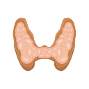 Icons Thyroid Gland
