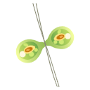 Svg Haploid Cells During Fertilization