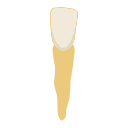 Mandibular Central Incisor