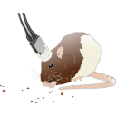 185 Adult Hooded Rat In Vivo Tethered