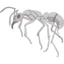 21 Ant