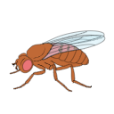 Drosophila Melanogaster