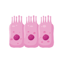 Epithelial Cell