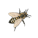 Free Scientific Illustration Of Honey Bee