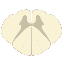 Cervical C2 Cross Section