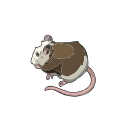 Mastomys Rodent Svg