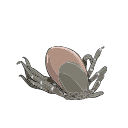 Free Scientific Illustration Of Tick Female