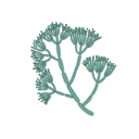 Penicillium Chrysogenum