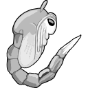 Free Scientific Illustration Of Mosquito Larva