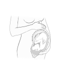 Free Scientific Illustration Pregnanat Human And Fetus In Uterus