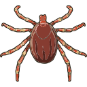 Free Scientific Illustration Of Flea Silhouette