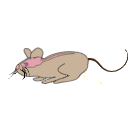 62 Mouse Cns