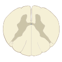 Thoracic T10 Cross Section