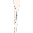 Superficial Veins Leg 3