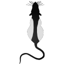307 Rat Top By Gc