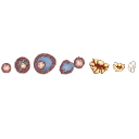 Ovulation Phases