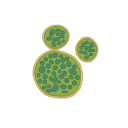 Chlorella Vulgaris