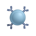 B Cell With Antibodies 3D