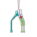 Free Illustration Mhc Class I Cd8 Tcr Complex