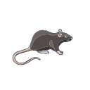 Black Rat Rodent Vector