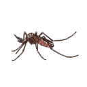 Aedes Aegypti