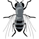 30 Drosophila Top