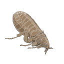 Free Scientific Illustration Of Fed Soft Tick