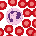 Neutrophil Slide View