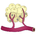 Angiogenesis Cancer Cells Variant 3