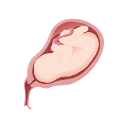 Icons Human Fetus In Utero