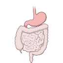 Free Illustration Human Digestive Tract