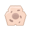 Hepatocyte