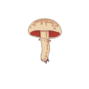 Agaricus Bisporus