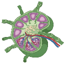 Lymph Node Anatomy