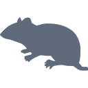 606 Rat Silhuette Zy Kcht W