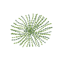 Neurospora Crassa
