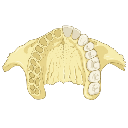 Maxilla Inferior View